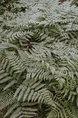 green fern background