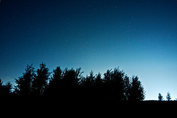 silhouette of a tree © Sieku Photo