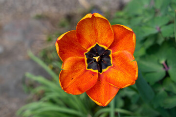 Fototapeta premium Tulpe, Darwin-Hybride, voll aufgeblüht, orange, im Garten, nah, von oben