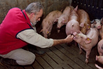 farmer with his pigs inside a farm