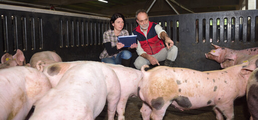 farmer couple on a pig farm squatting with a digital tablet and pointing at a pig