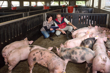 farmer couple on a pig farm squatting with a digital tablet and pointing at a pig