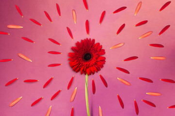 Gerbera flower with gerbera petals rays on purple background, flower background, happy valentine's day, mother's day, flat lay, top view