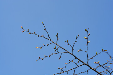 Small-leaved lime