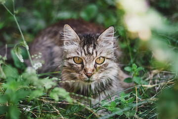 Little gray kitten portrait up isolated on rustic background