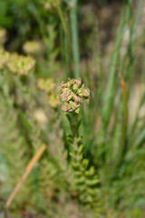 European stonecrop
