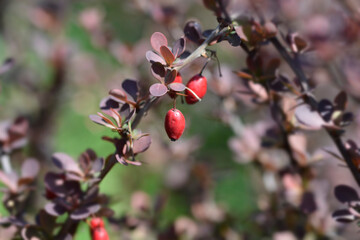 Purple Japanese barberry