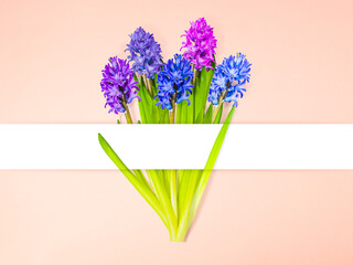 Hyacinth flower bouquet with white stripe on pink background with copy space, flower background, happy valentine's day, mother's day, flat lay, top view