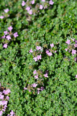 Obraz premium Wild thyme