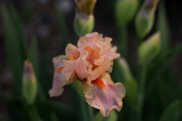 Blossoming cream beige iris flower close-up