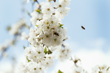 Beautiful spring blooming cherry tree, white flowers of blue sky