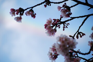 桜