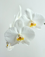 Fototapeta na wymiar Festive white orchids