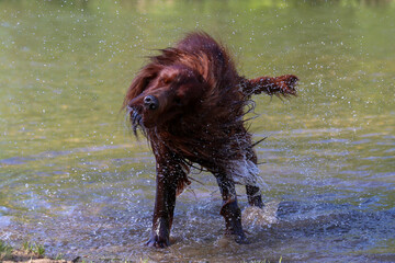 Irish Setter shaking off water