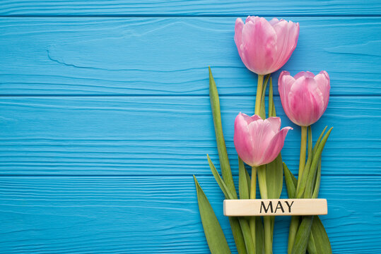 Flat lay top view photo of three pastel color tulips with text may isolated bright color backdrop