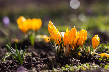 Fototapeta premium A bush of yellow crocuses blooming in the garden on a sunny day. One of the first spring flowers. Background
