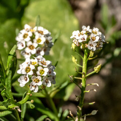 Fleurs 