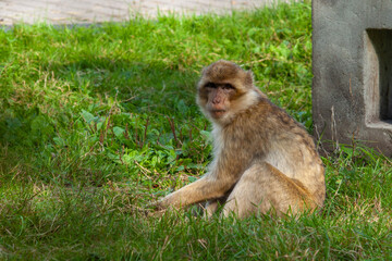 Rhesus Macaque Monkey sits on green grass at the zoo