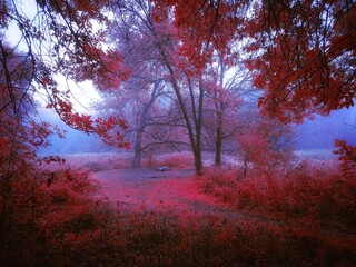 Naklejka na ściany i meble Mystic foggy forest in pink colors
