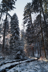 forest in winter