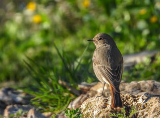 Un oiseau Rouge queue posé