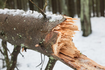 Abgebrochener Baum durch Schneebruch, Nahaufnahme der Bruchstelle