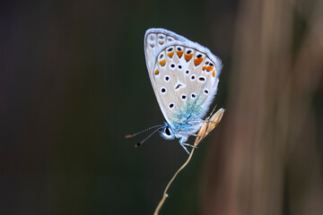 Macro shots, Beautiful nature scene. Closeup beautiful butterfly sitting on the flower in a summer garden.