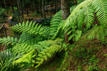 Dicksonia antartica plant