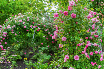 Blooming rose bushes in the garden in spring