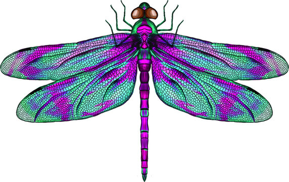 purple and blue dragonfly with delicate wings vector illustration