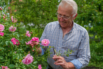 Seniors take care of rose bushes