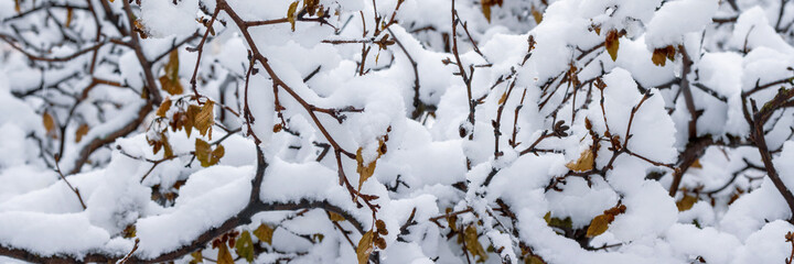 Snow on the branches of trees and bushes after a snowfall. Beautiful winter background with snow-covered trees. Plants in a winter forest park. Cold snowy weather. Cool texture of fresh snow. Panorama