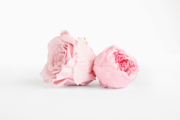 Beautiful pink peony and rose flowers on white background © New Africa