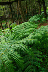 Dicksonia antartica plant