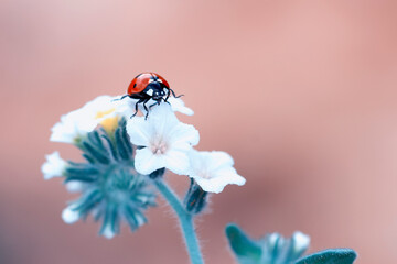 Beautiful ladybug on leaf defocused background