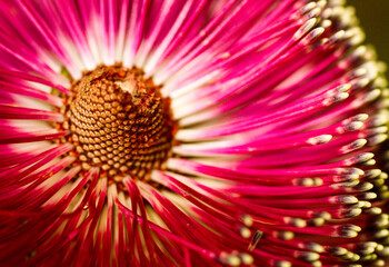 Fototapeta premium Weeping Bottlebrush