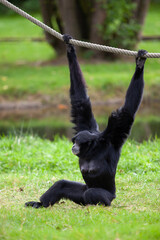 Black-headed Spider Monkey hangs on a rope in a German park