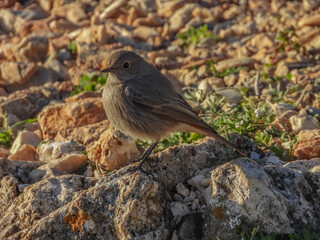 Obraz premium Un oiseau Rouge queue posé
