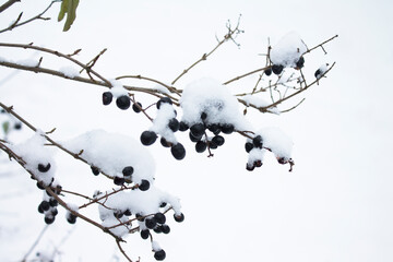 Black berries on branches with snow and freez