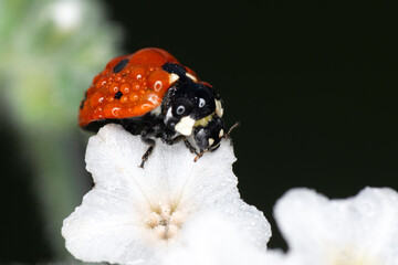 Beautiful ladybug on leaf defocused background