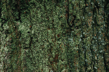 Dark green tree bark texture for background. Beautiful green wallpaper. Moss on the bark of a tree. Oak in the forest covered with moss and lichen. Copy space, template for design. - obrazy, fototapety, plakaty