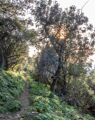chemin en sous bois au soleil couchant