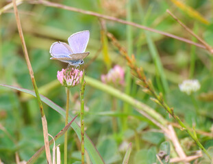 Selective Focus of Closeup of beautiful Common Blue Butterfly (Polyommatus icarus) sitting on plant, flower in Antalya Turkey.