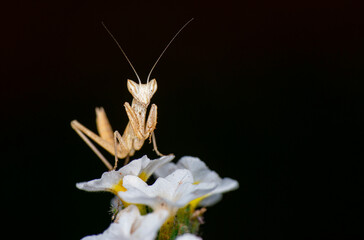 Close up of pair of Beautiful European mantis ( Mantis religiosa )