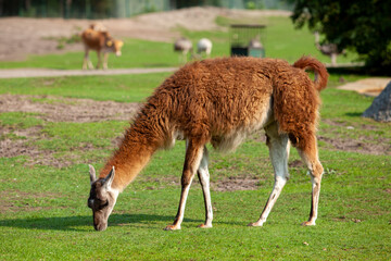 Naklejka na ściany i meble A brown llama grazes in a meadow and eats green grass