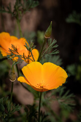 Obraz premium Californian poppy, bright orange