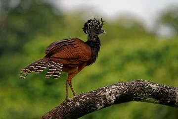 Zelfklevend Fotobehang Great Curassow - Crax rubra large, pheasant-like great bird from the Neotropical rainforests, from Mexico, through Central America to Colombia and Ecuador, brown bird in the rain with the crest © phototrip.cz