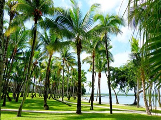 Cococnut palm grove on tropical island beach green grass lawn, Summer sunny morning. Relaxing holidays, paradise landscape.