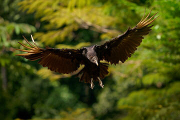 Black vulture - Coragyps atratus or American black vulture, bird in the vulture family, from the United States to Peru, Chile and Uruguay in South America. Flying and landing in the tropical forest