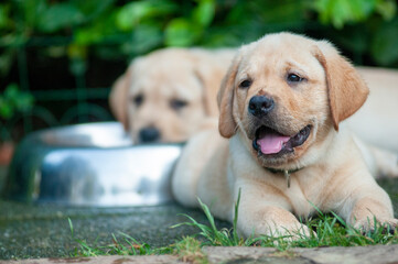 adorable, animal, baby, background, beautiful, bowl, breed, canine, cute, dog, dog food, dog food bowl, doggy, domestic, face, friend, friendship, fun, funny, fur, golden, grass, head, humorous, lab, 